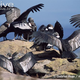 Illustration for article titled Vednesday Vulture - Vultur gryphus Edition